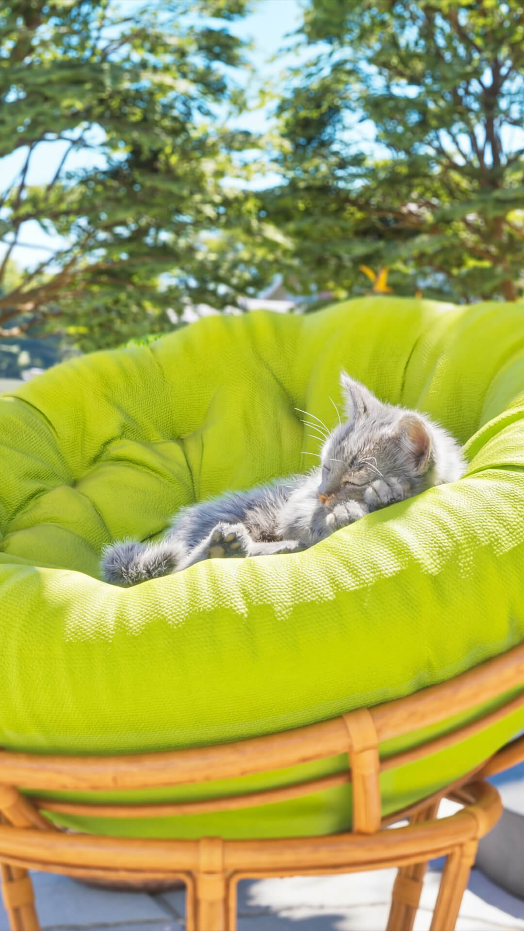 Life of The Cat